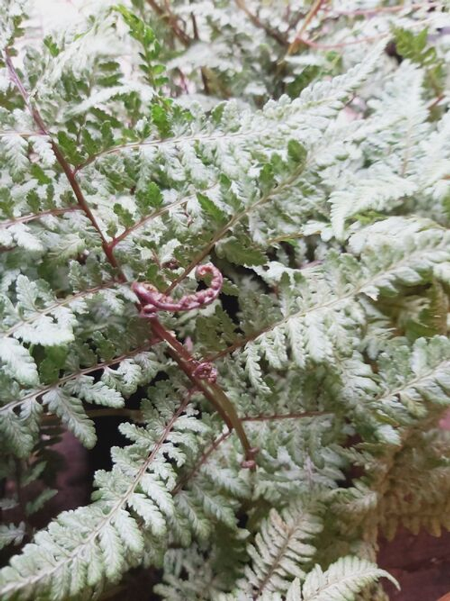Athyrium &#039;Ghost&#039; 2 litre