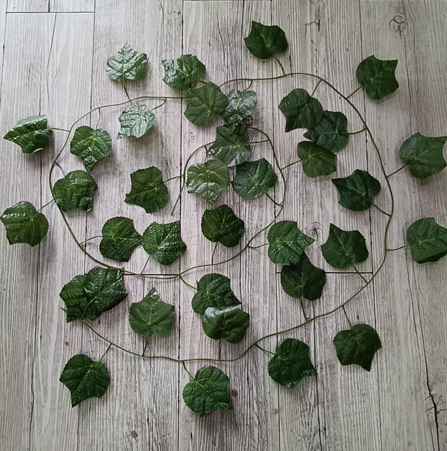 Liana edera 2 MT circa