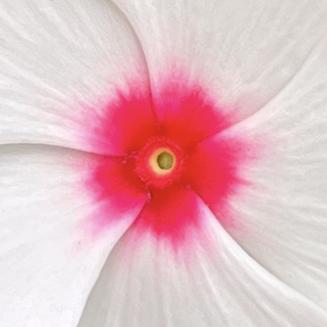 Consultation en ostéo tissulaire avec remise à partir de 3 consultations