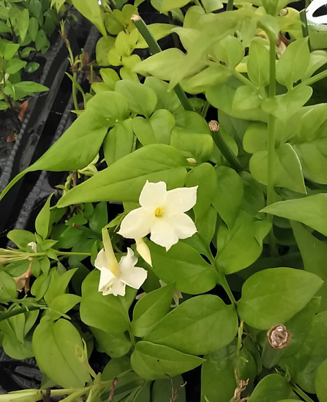 Jasminum officinale - Cream flower - 1ltr pot