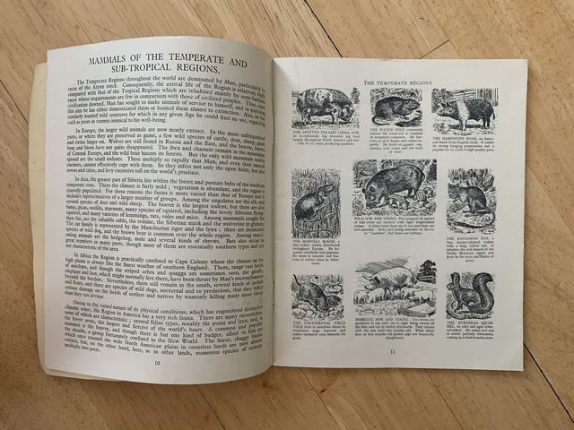Animals Of The World Told In Pictures Paperback By E W Airne