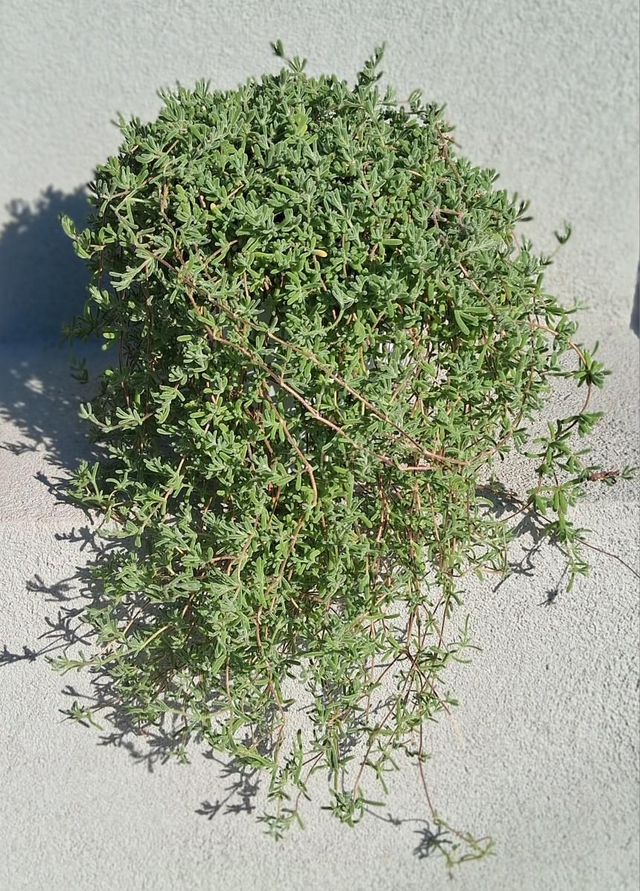 A51 . Mesembryanthemum, Barba di Giove