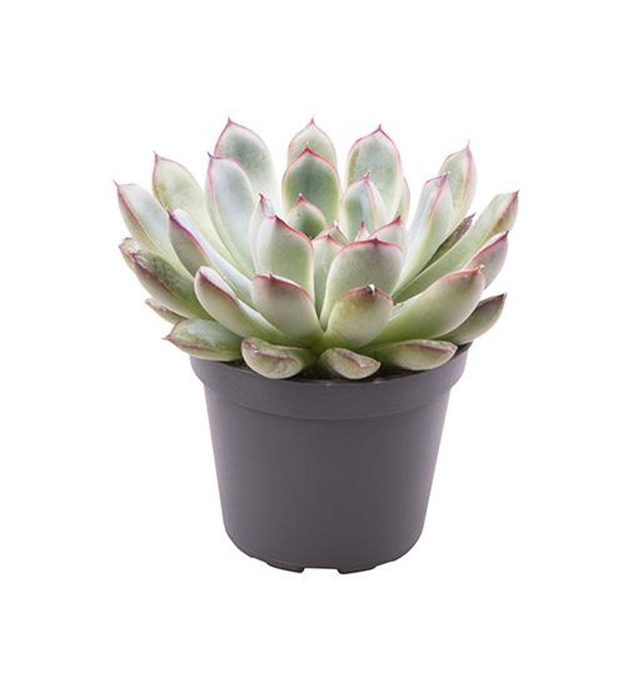 D10 . Echeveria pulidonis
