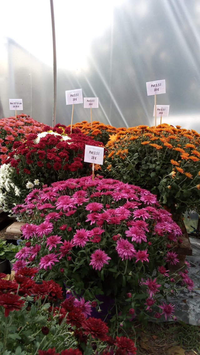 Chrysanthème pot 3,5