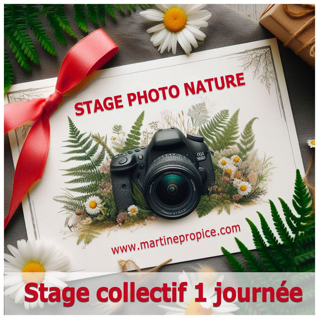 A003 - Stage collectif 1 journée