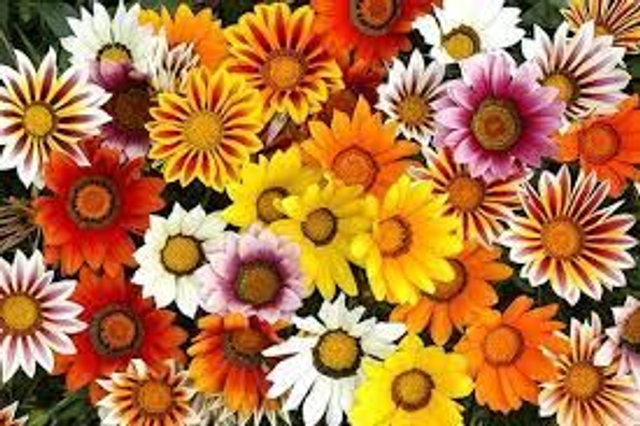 Gazania - New Day Mixed: 6 Plants (Ref: H)