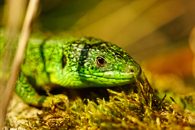 Lezard vert sur de la mousse