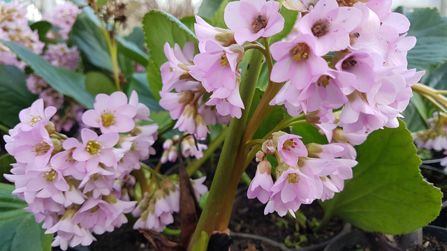 bergenia cordifolia - Elephant's ears - 1ltr pot