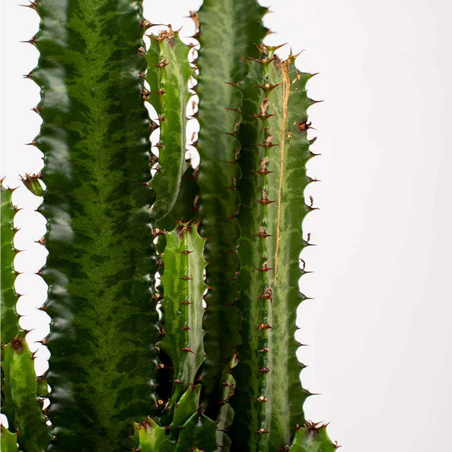 Euphorbia trigona rubra (African Milk Tree)