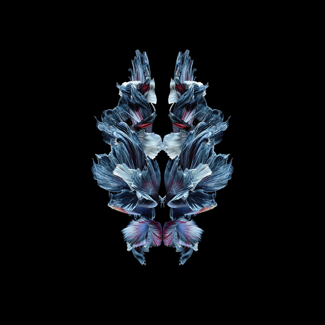 Imago Betta Vague | Tirage 3/8