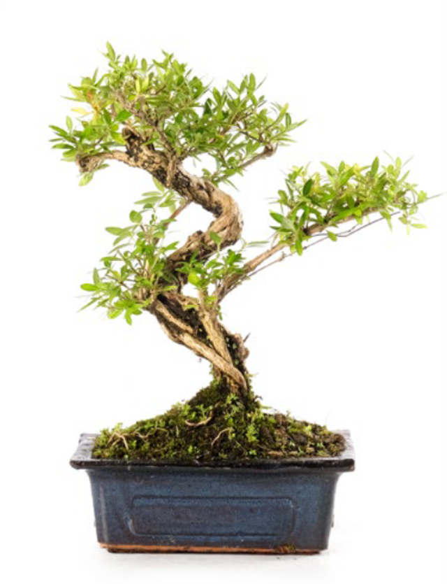 J07 . Serissa Phoetida a palchi vaso 15
