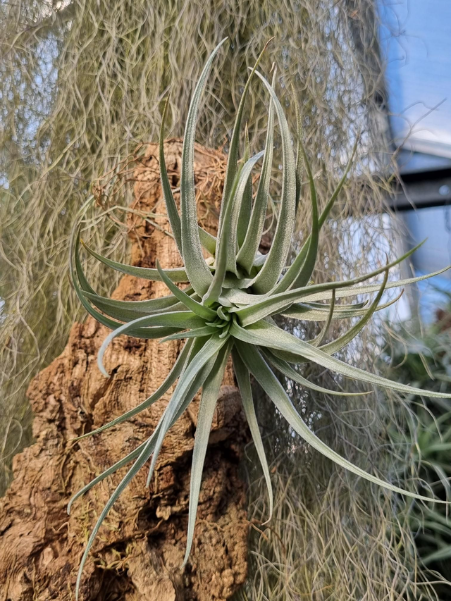 Tillandsia stricta x recurvifolia
