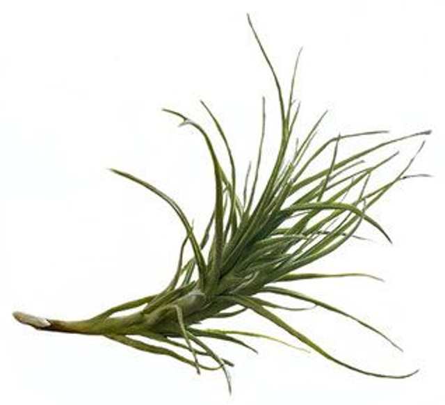 Tillandsia marconae