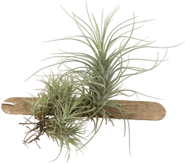 Tillandsia heteromorpha