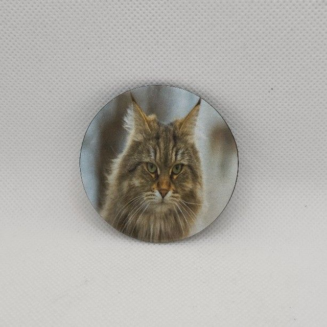 Chat - Maine coon