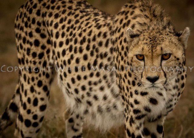 Amber, the sunset reflects in the male Cheetahs eyes.