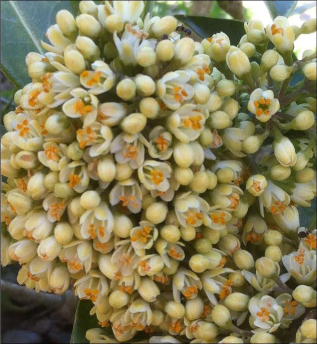 Skimmia Fructo alba - 1ltr pot