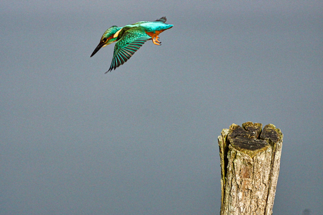 Envol du martin pêcheur