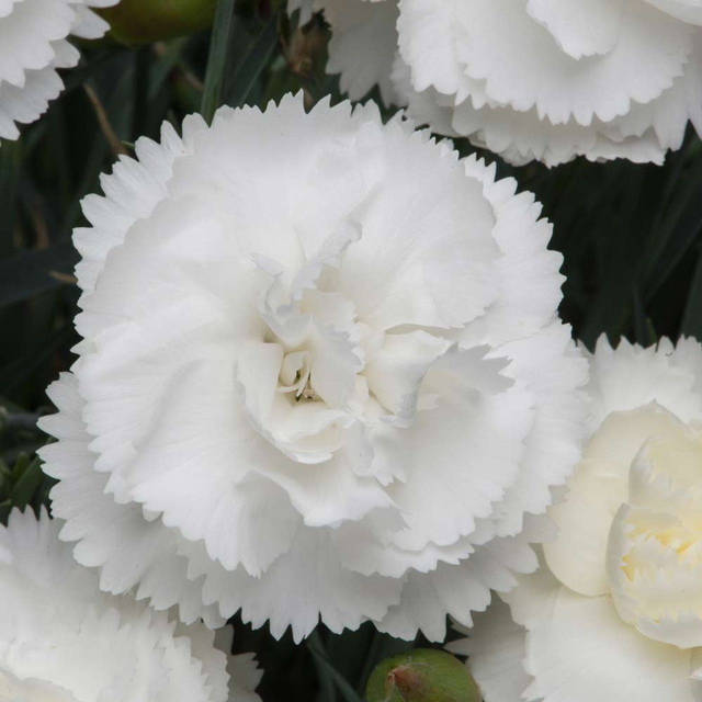 Dianthus Haytor White 1L