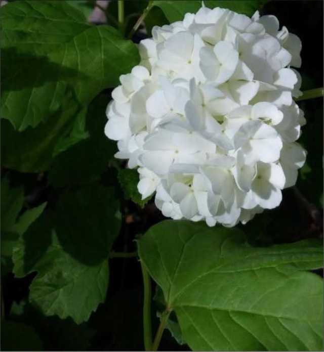 viburnum opulus snowball - 1ltr pot