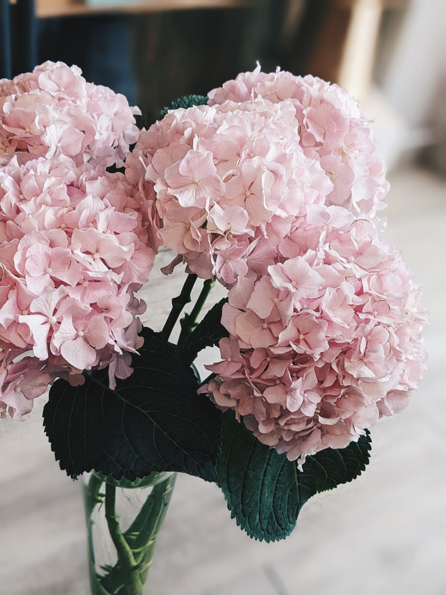 Ortensia Olanda Extra