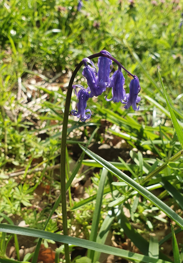 Jacinthe des bois (Hyacinthoides non-scripta)