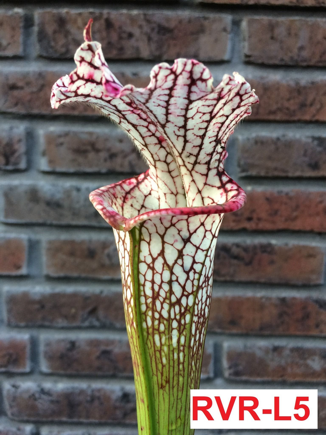 S. Leucophylla Pink lip