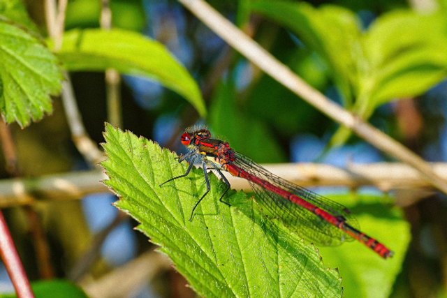 Agrion rouge