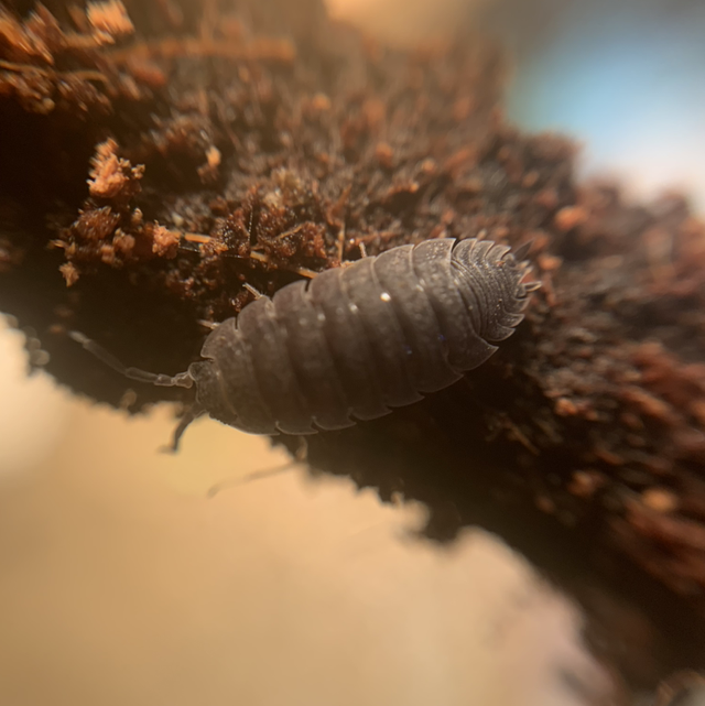 Tropical grey Porcellionides pruinosus