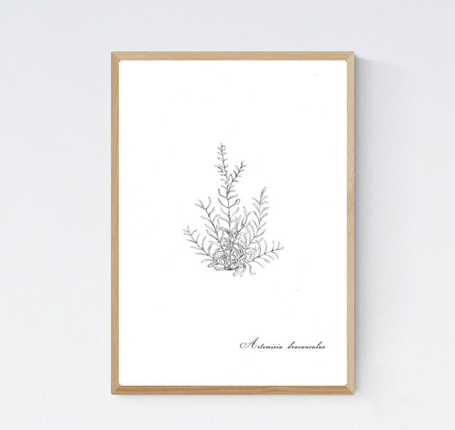 Estragon, Artemisia dracunculus