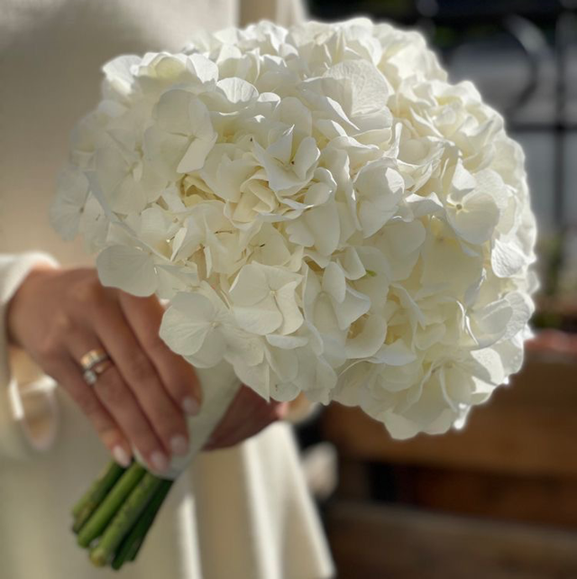 Hortensia blanche