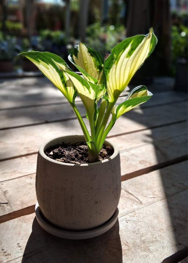 L27 . Hosta Elegans in "Sydney18 crema"