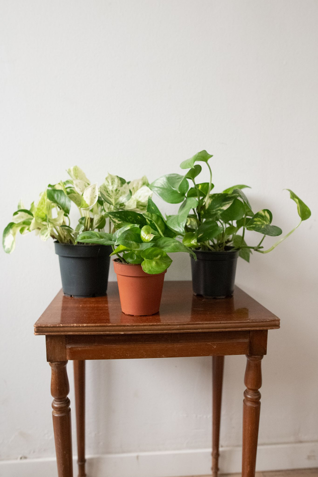 Pothos Addict - Xmas Kit 🎀