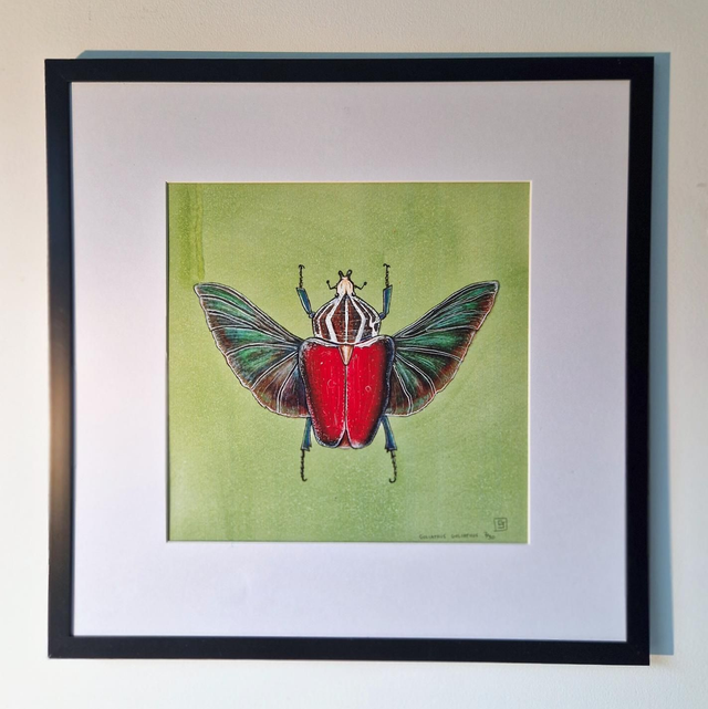 "Goliathus Goliathus"