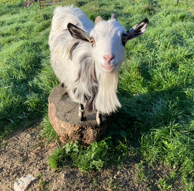 Lavender and Rosemary Goats’ milk soap