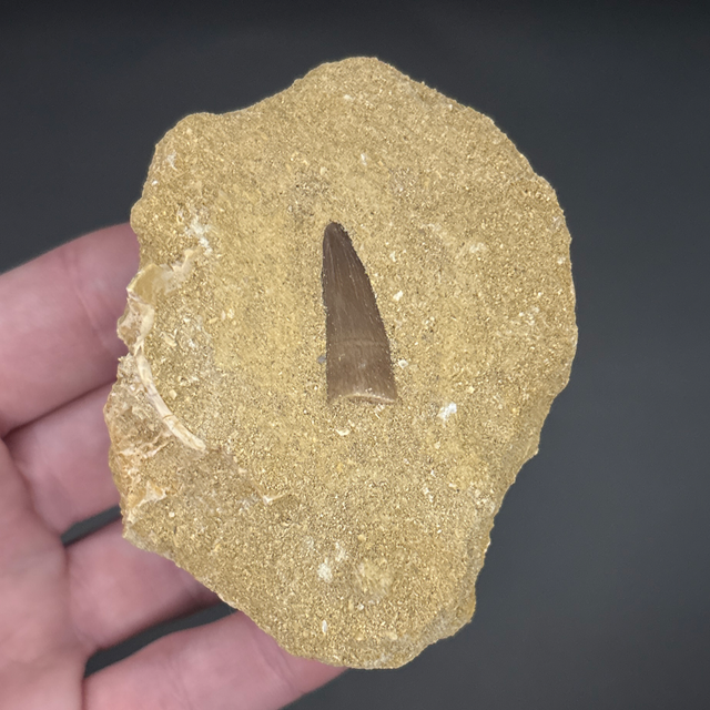 Plesiosaur Tooth