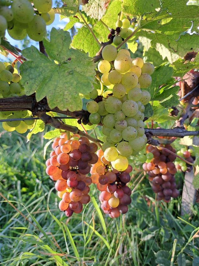  Bio Grauburgunder 2023 trocken/bio/vegan