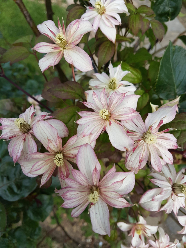 clematis montana marjorie - 1ltr pot