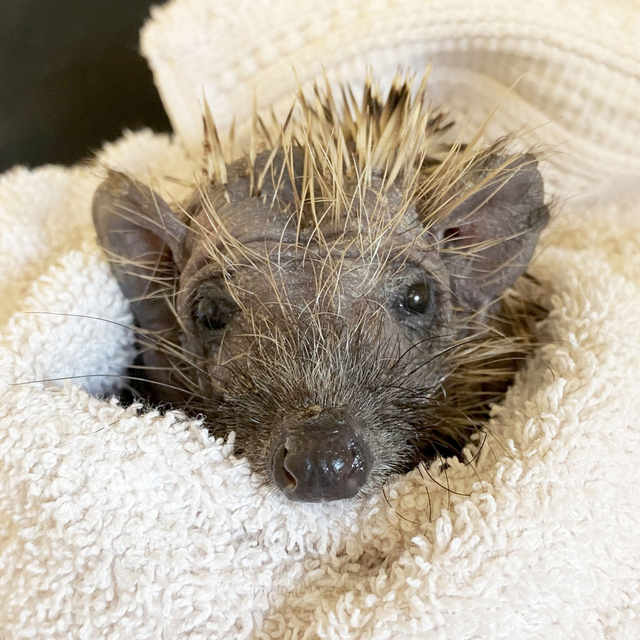  Ringworm treatment for a hedgehog