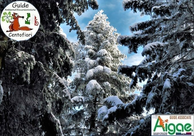 24/01 – Ciaspolata  al Balzo delle Rose in Val di Luce (MO-PT)