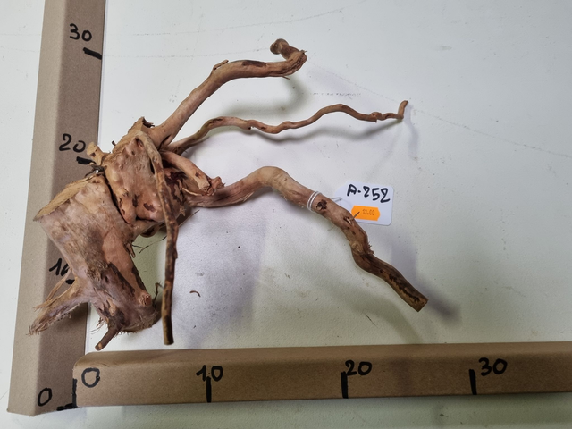 Racine araignée A-252