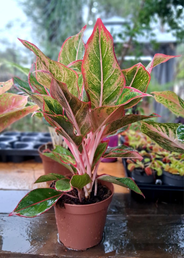 B58 . Aglaonema vaso 16