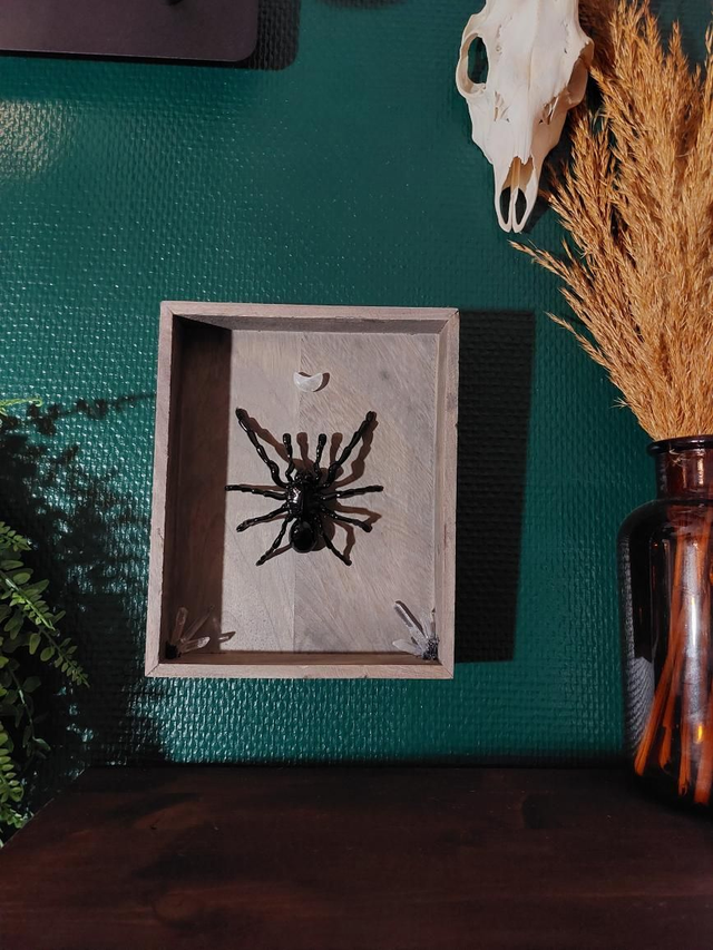 Cadre bois gris mygale 