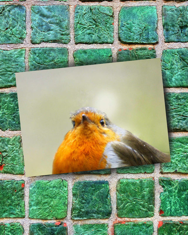 Erithacus Rubecula