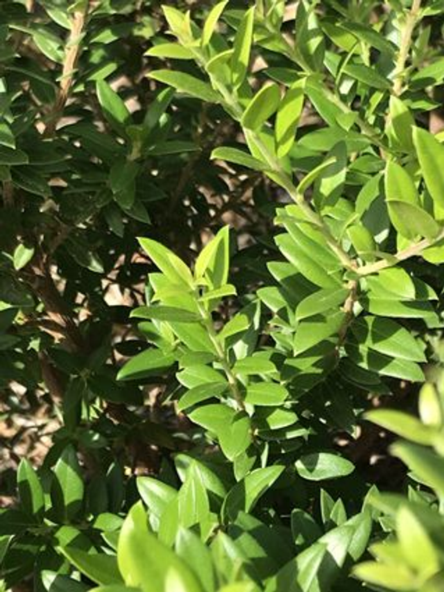 Myrte Commune (Myrtus communis)