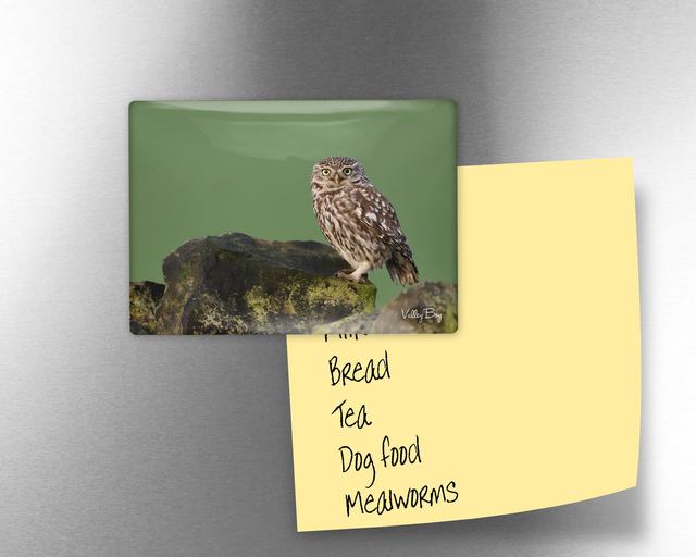 "Little Hootie" Fridge Magnet 