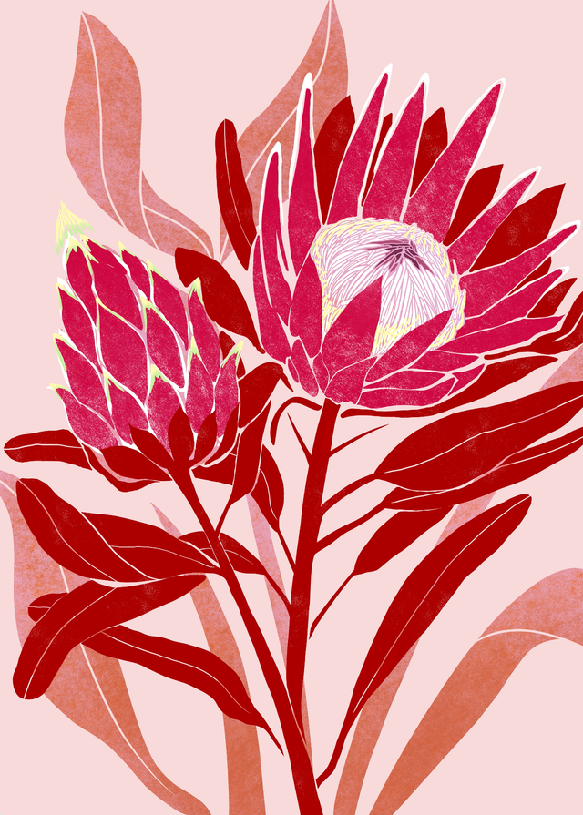 King Protea