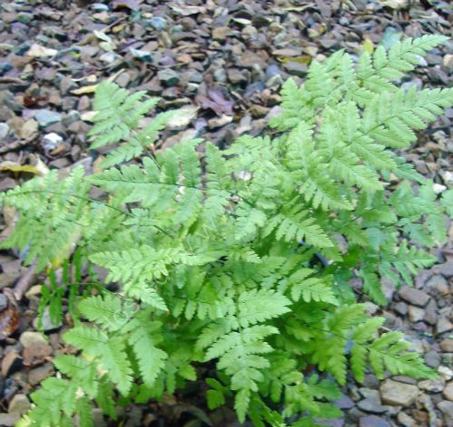 Dryopteris carthusiana - Narrow Buckler Fern P9 (0.5l)