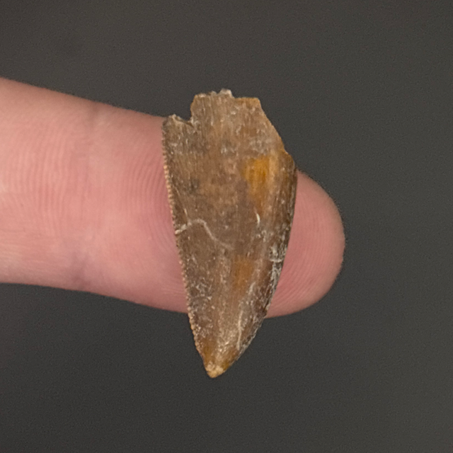 Majungasaurus Tooth