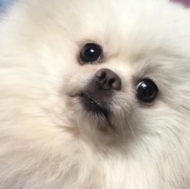 8) Kids Party Package Cuddles &amp; Wellness 1.5 hours